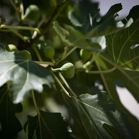 Monika - Two Bedroom With Terrace And Sea View Tatil Evi